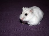 Wallpapers Animals Hamster Russe