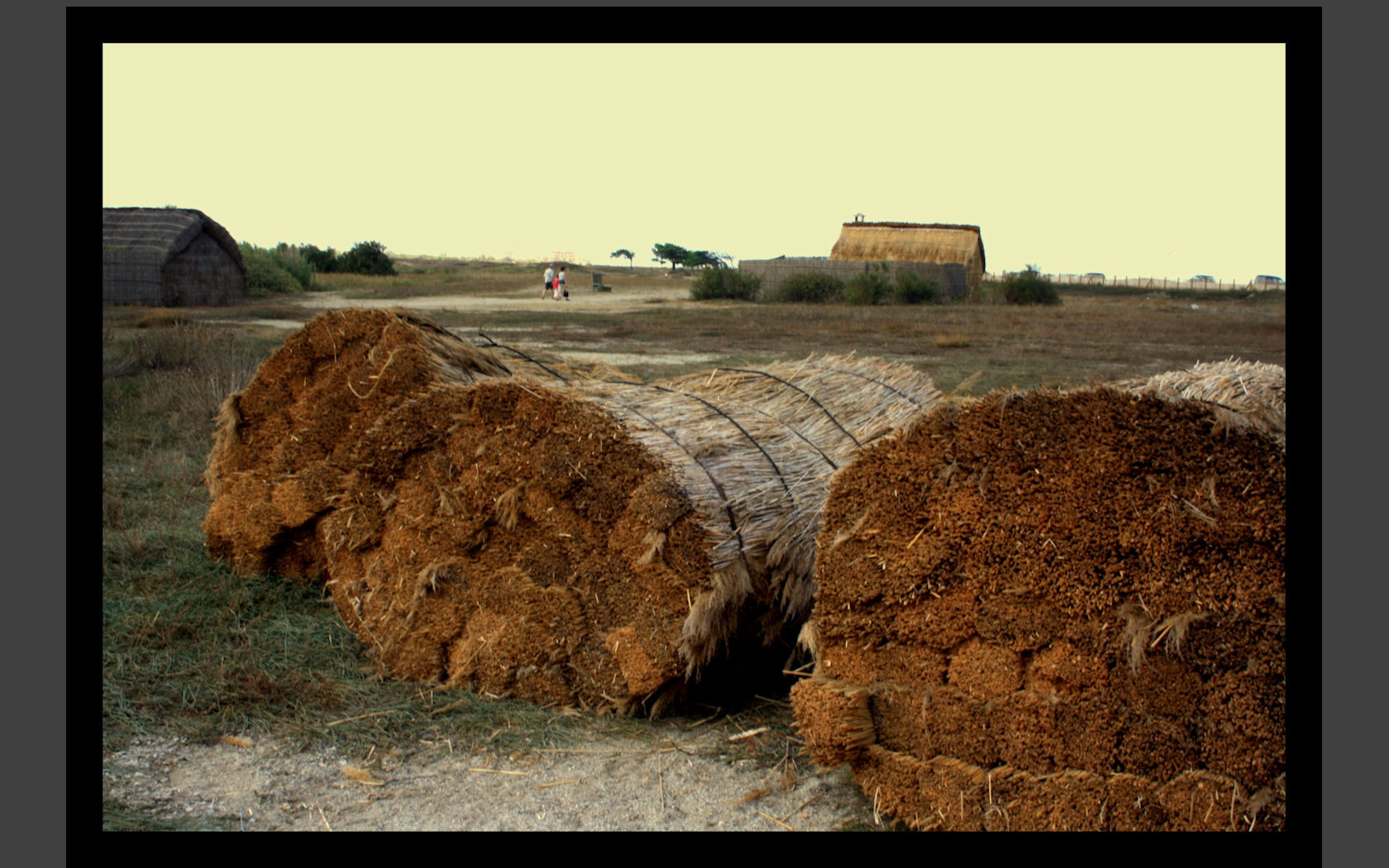 Fonds d'cran Nature Campagne  roseaux