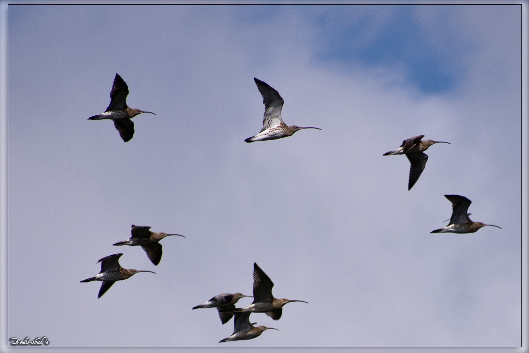 Wallpapers Animals Oiseaux - Courlis Courlis cendr Abers Ildut