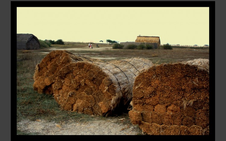 Wallpapers Nature Campaign  roseaux