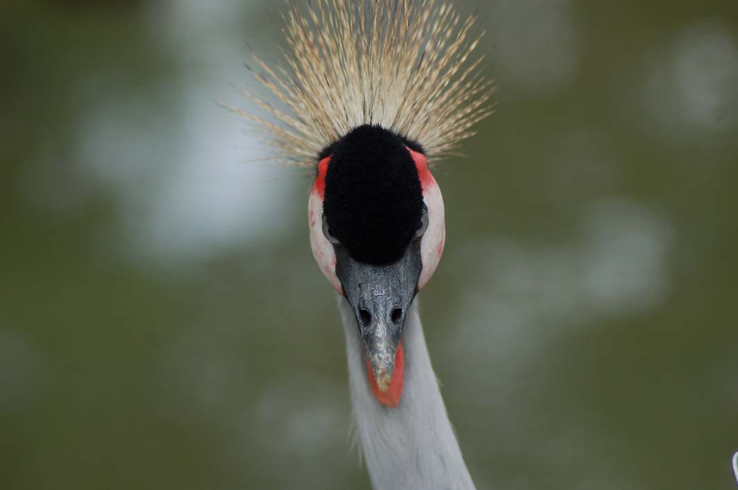 Wallpapers Animals Birds - Cranes 