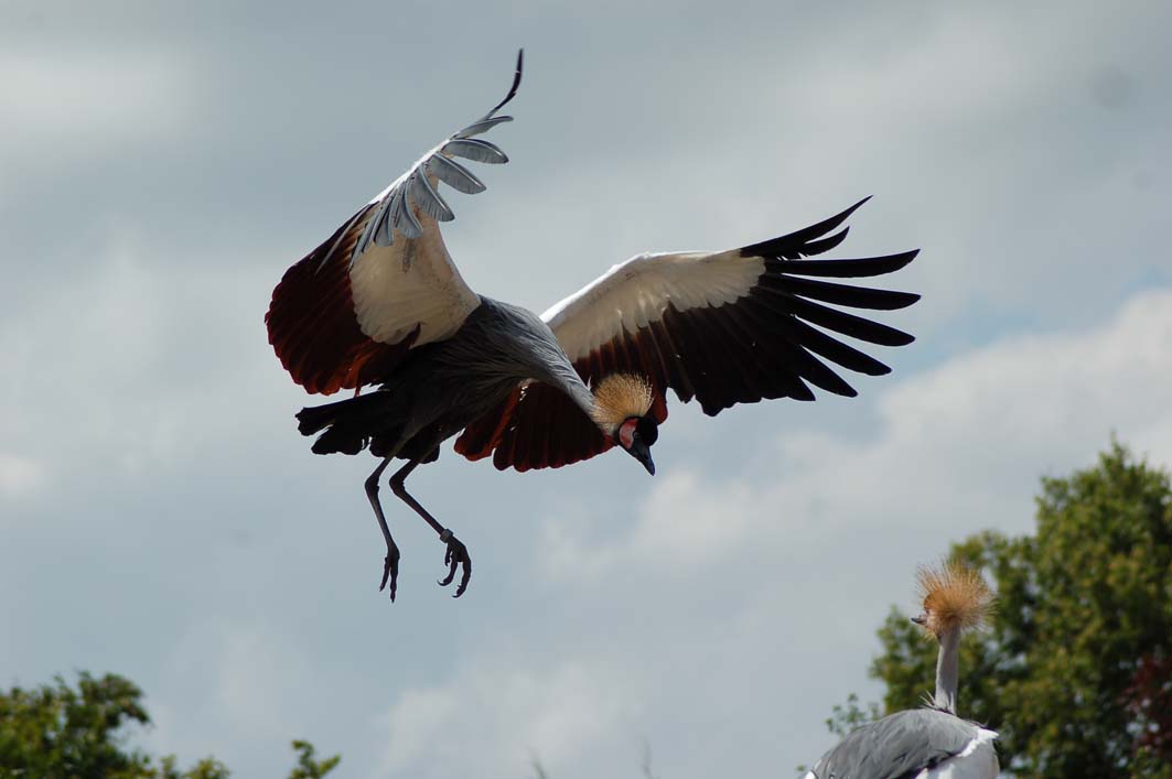 Wallpapers Animals Birds - Cranes 