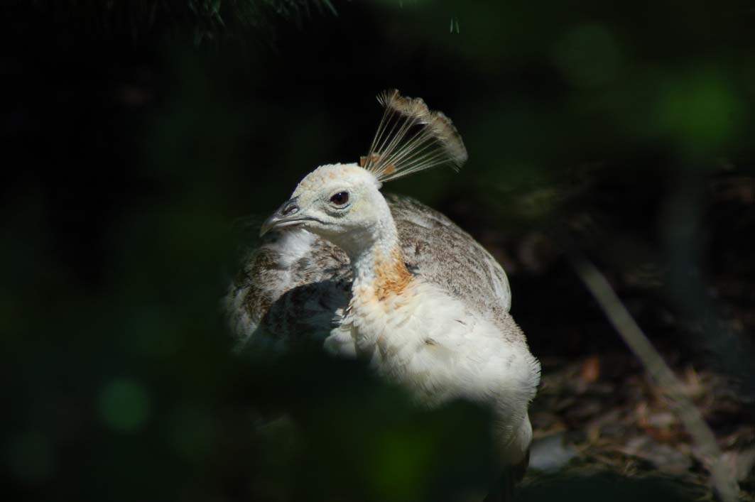 Fonds d'cran Animaux Oiseaux - Divers 