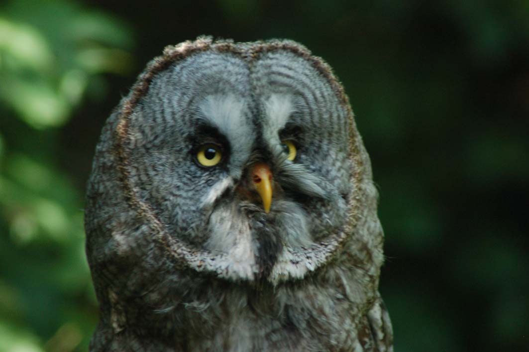 Fonds d'cran Animaux Oiseaux - Hiboux et Chouettes 