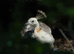 Fonds d'cran Animaux Image sans titre N286846