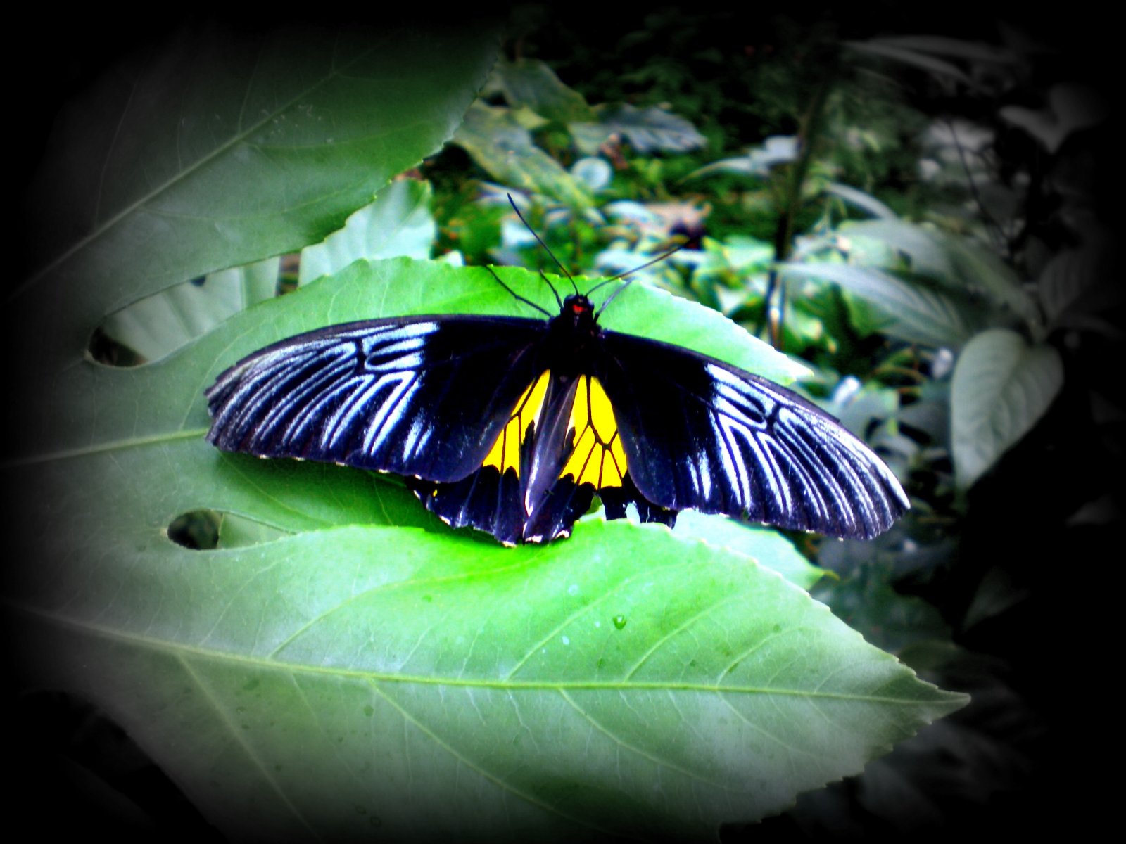 Fonds d'cran Animaux Insectes - Papillons 