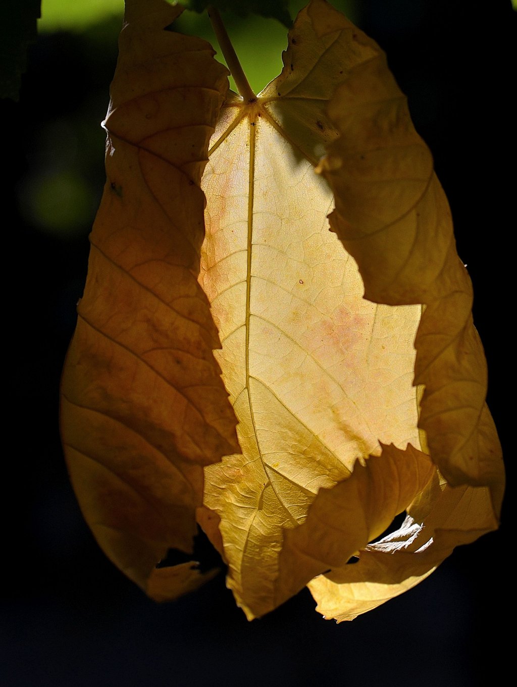 Wallpapers Nature Seasons - Fall Lumire d'automne