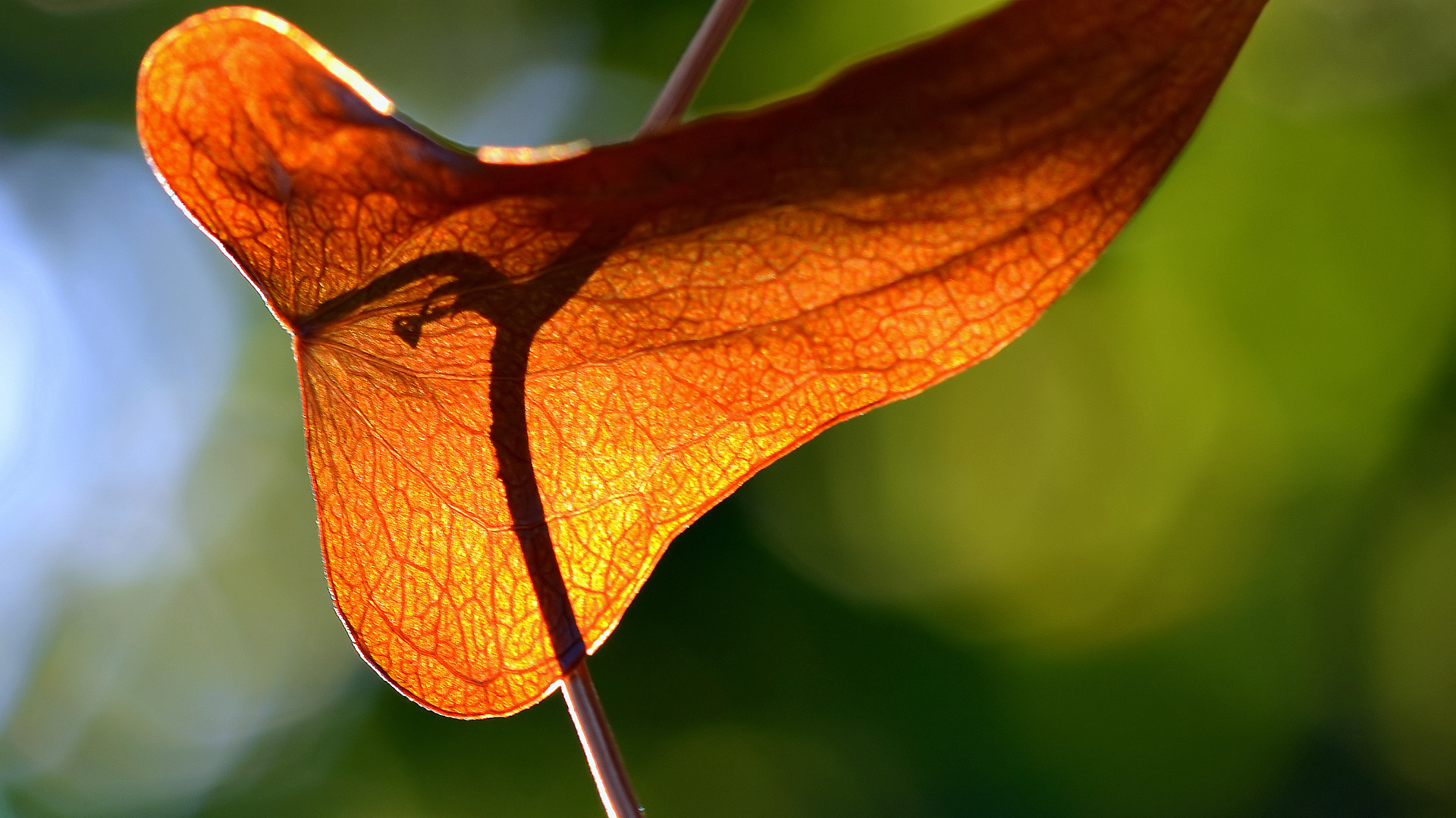 Fonds d'cran Nature Saisons - Automne Lumire automnale 