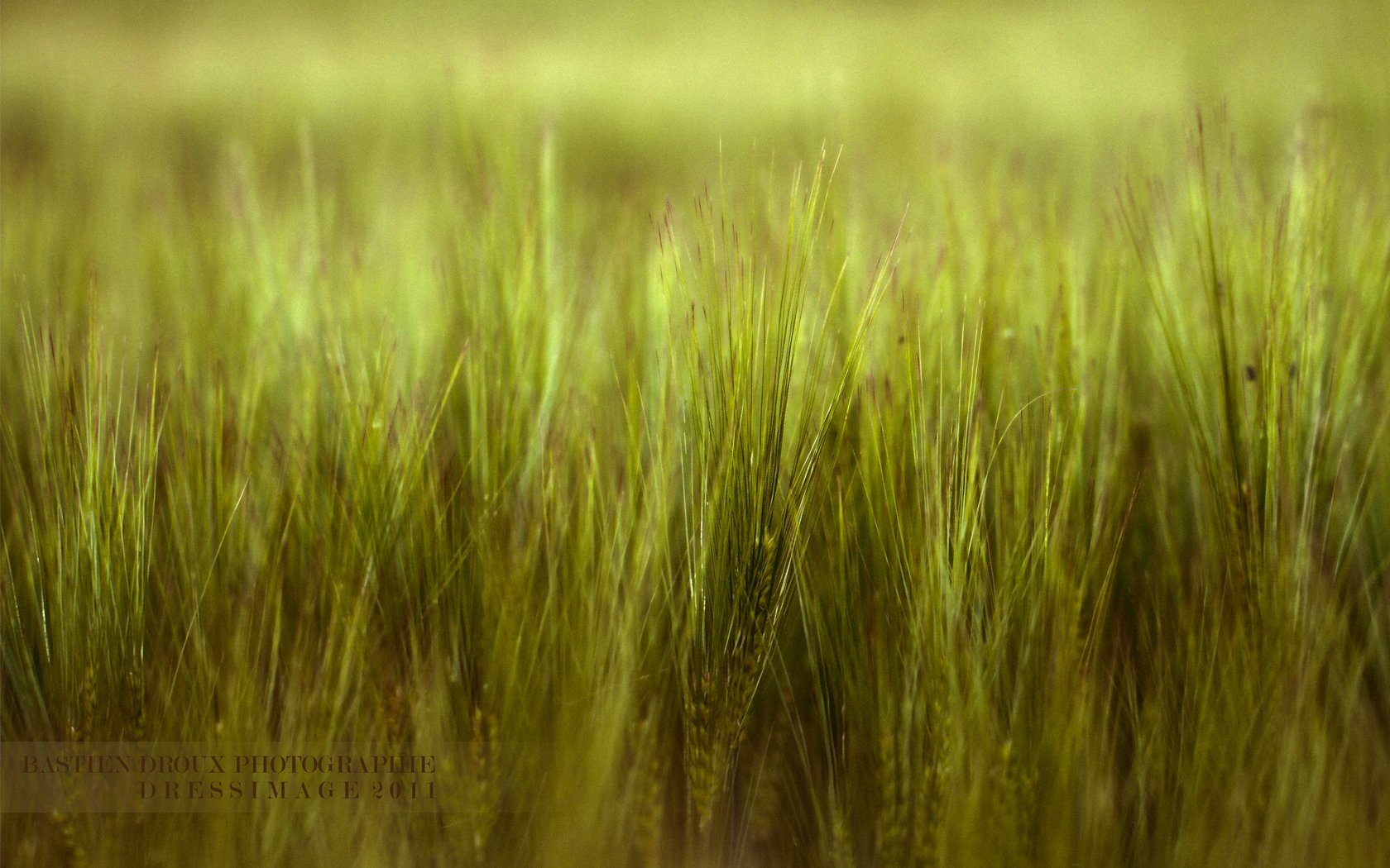 Fonds d'cran Nature Champs - Prairies 