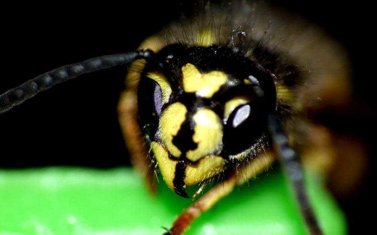 Fonds d'cran Animaux Insectes - Abeilles Gupes ... Face De Gupe