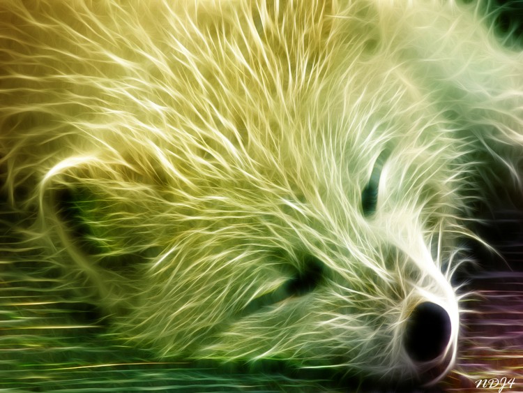 Wallpapers Digital Art Animals fox