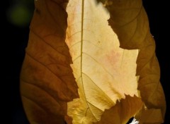 Fonds d'cran Nature Lumire d'automne