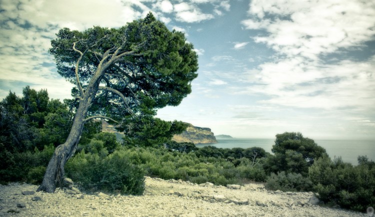 Fonds d'cran Nature Arbres - Forts Calanque de Marseille