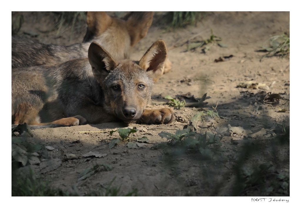 Fonds d'cran Animaux Loups Jeune Loup