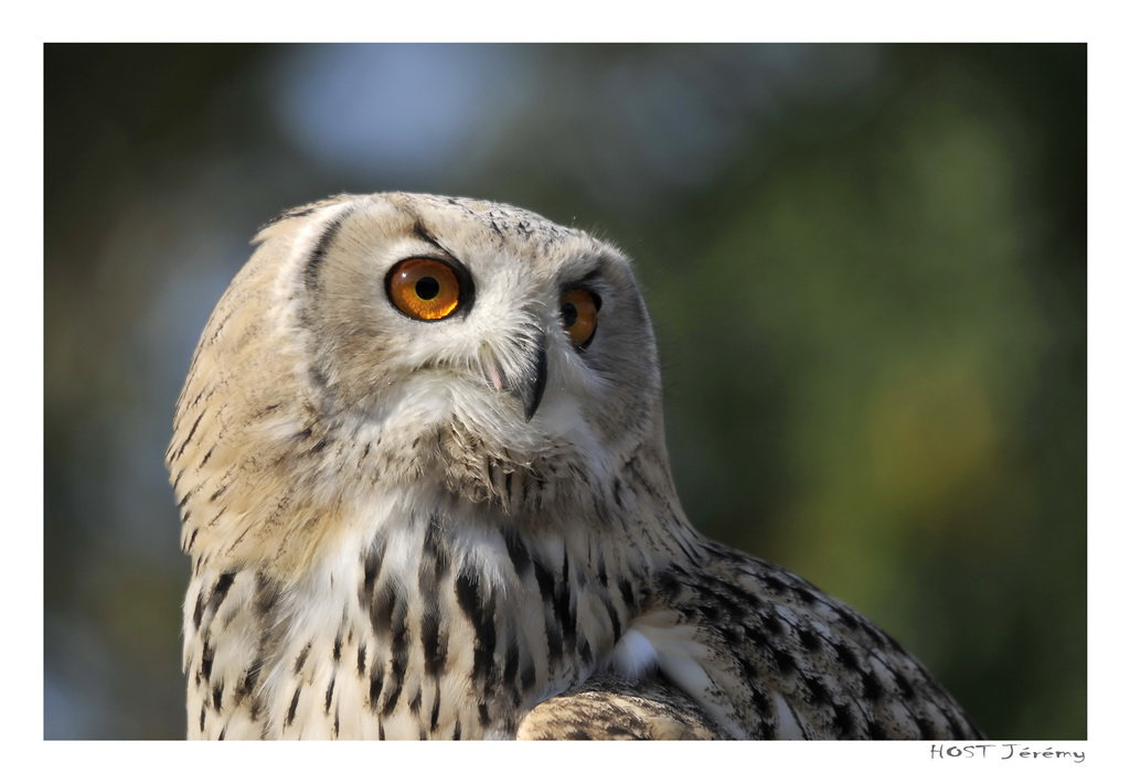 Wallpapers Animals Birds - Owls Un Chouette portrait 