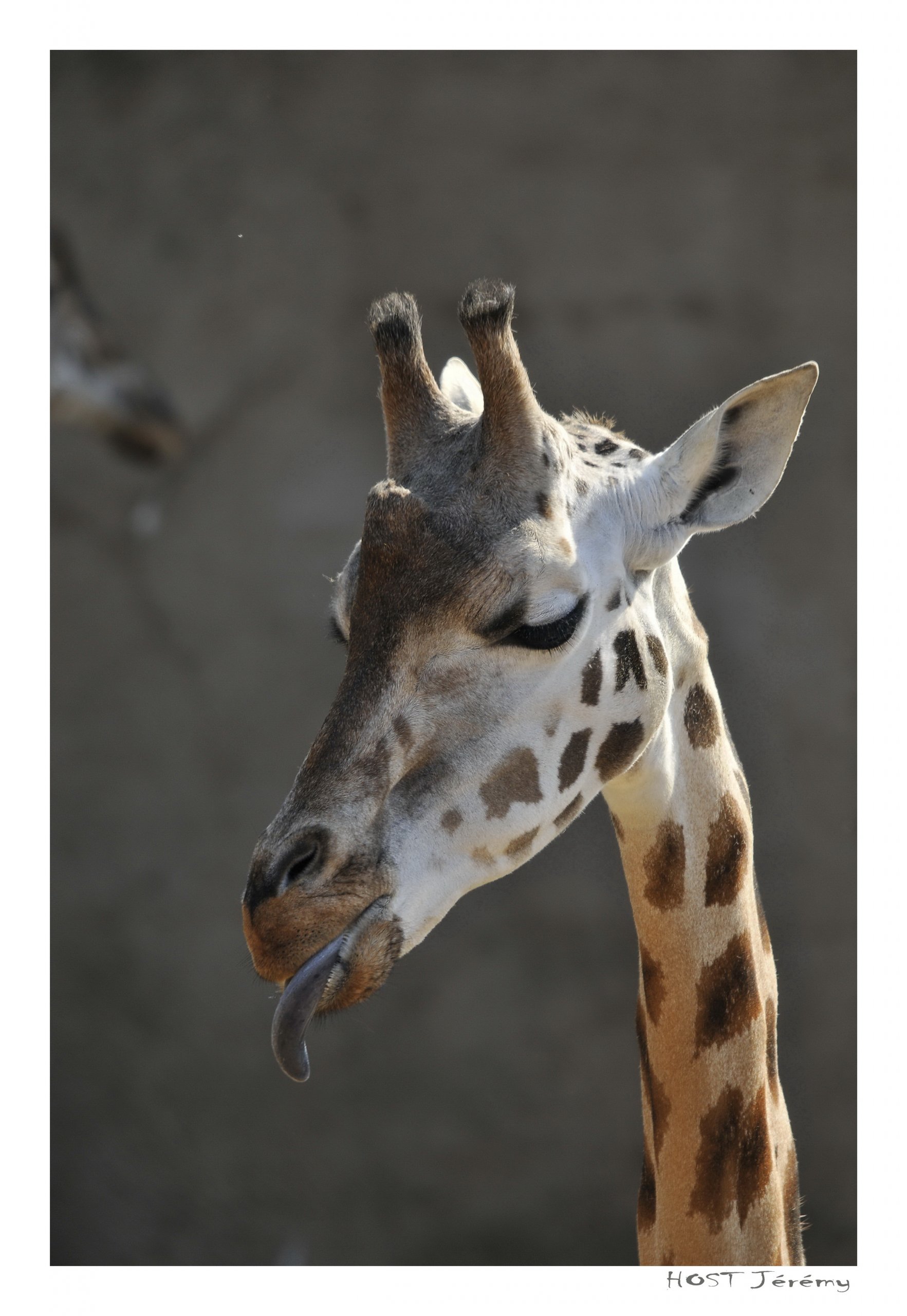 Fonds d'cran Animaux Girafes Tire-Langue