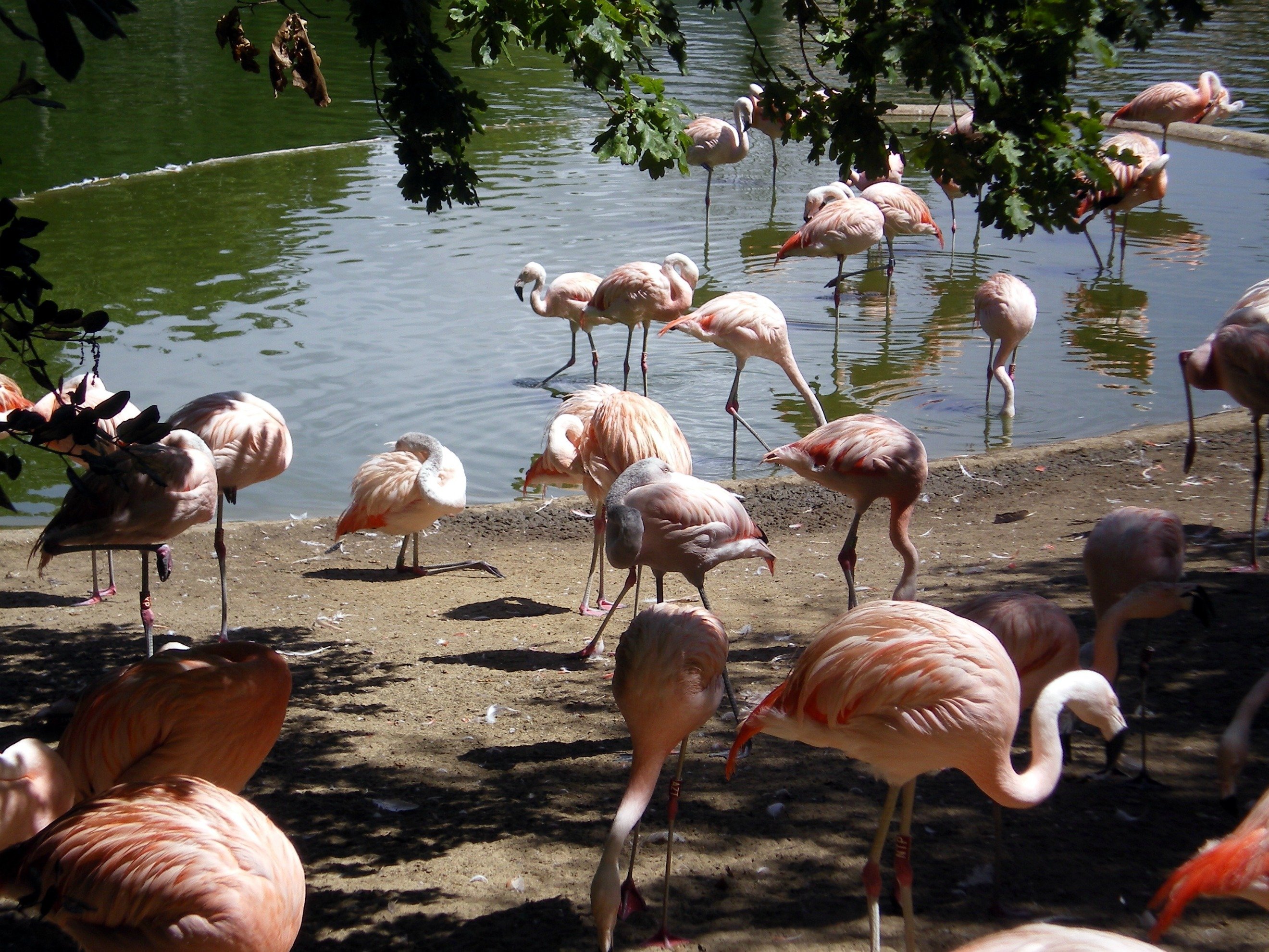 Fonds d'cran Animaux Oiseaux - Flamants les flamants roses