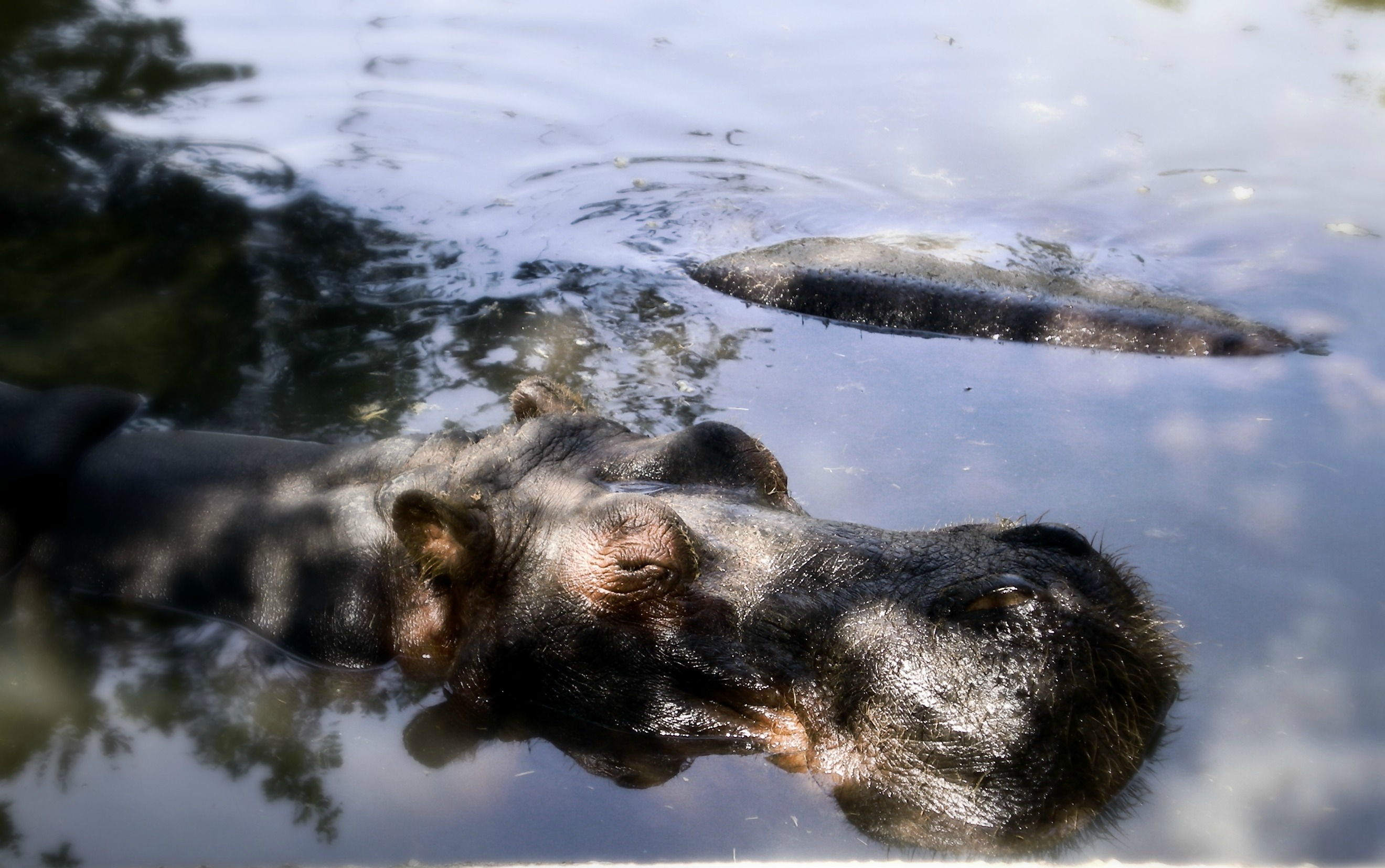 Fonds d'cran Animaux Hippopotames 