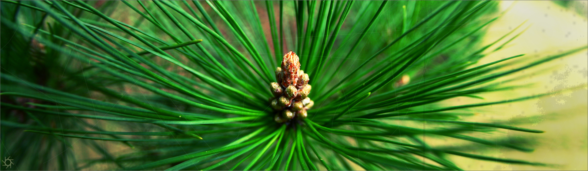 Fonds d'cran Nature Feuilles - Feuillages Couronne de pin