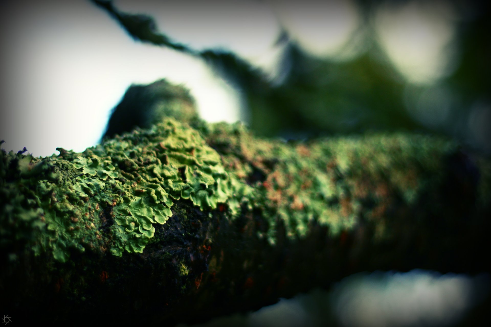 Wallpapers Nature Moss - Lichens Lichen