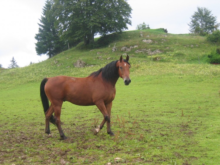 Fonds d'cran Animaux Chevaux Wallpaper N286930