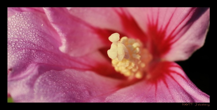 Fonds d'cran Nature Fleurs Macro fleur