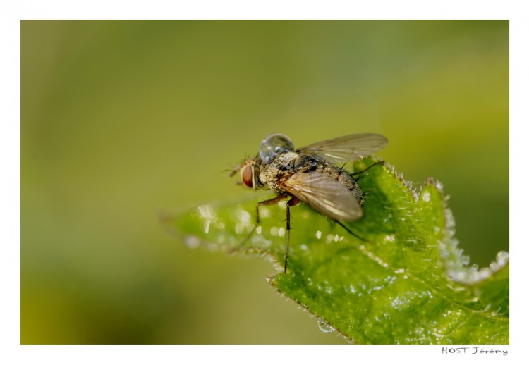 Fonds d'cran Animaux Insectes - Divers Sac  dos