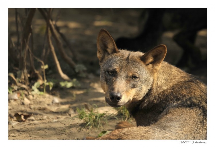 Fonds d'cran Animaux Loups C'est moi que tu regardes ?