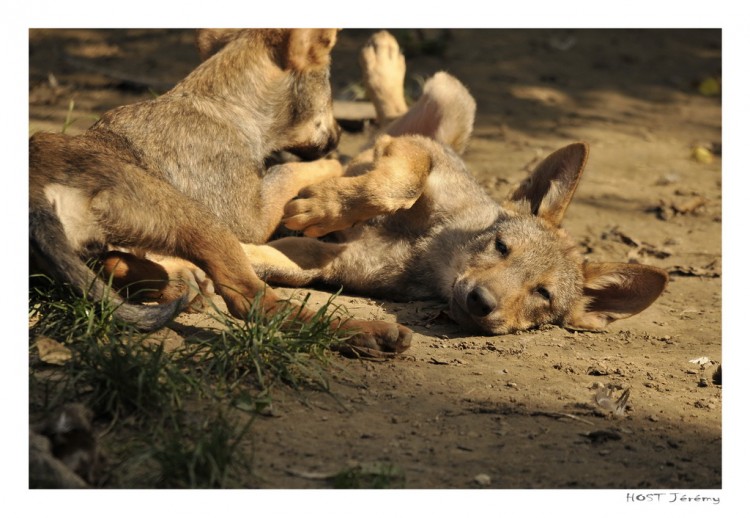 Fonds d'cran Animaux Loups Une envie de dormir