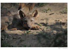 Fonds d'cran Animaux Jeune Loup