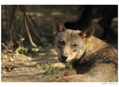 Fonds d'cran Animaux C'est moi que tu regardes ?