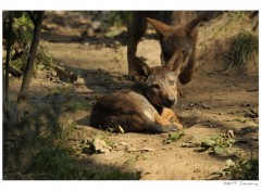 Fonds d'cran Animaux Jeune Loup .2