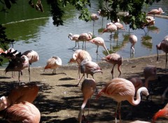 Wallpapers Animals les flamants roses