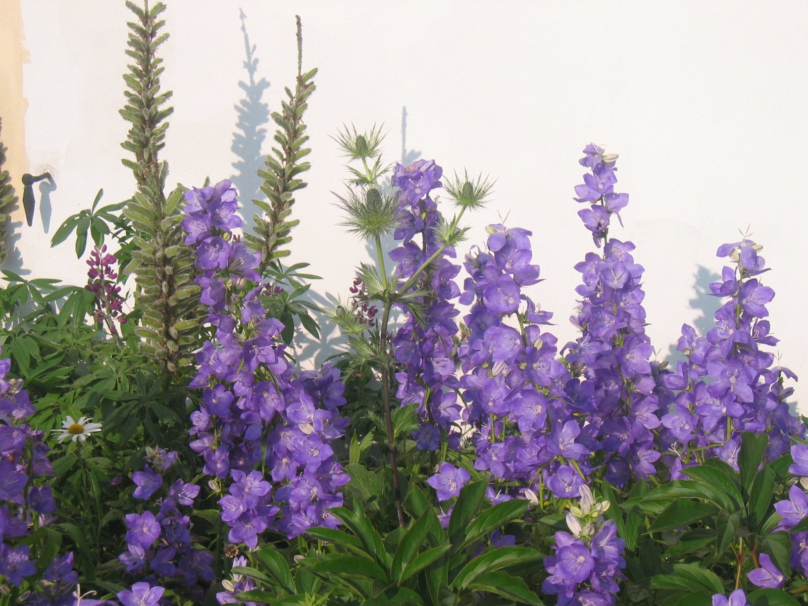 Fonds d'cran Nature Fleurs 