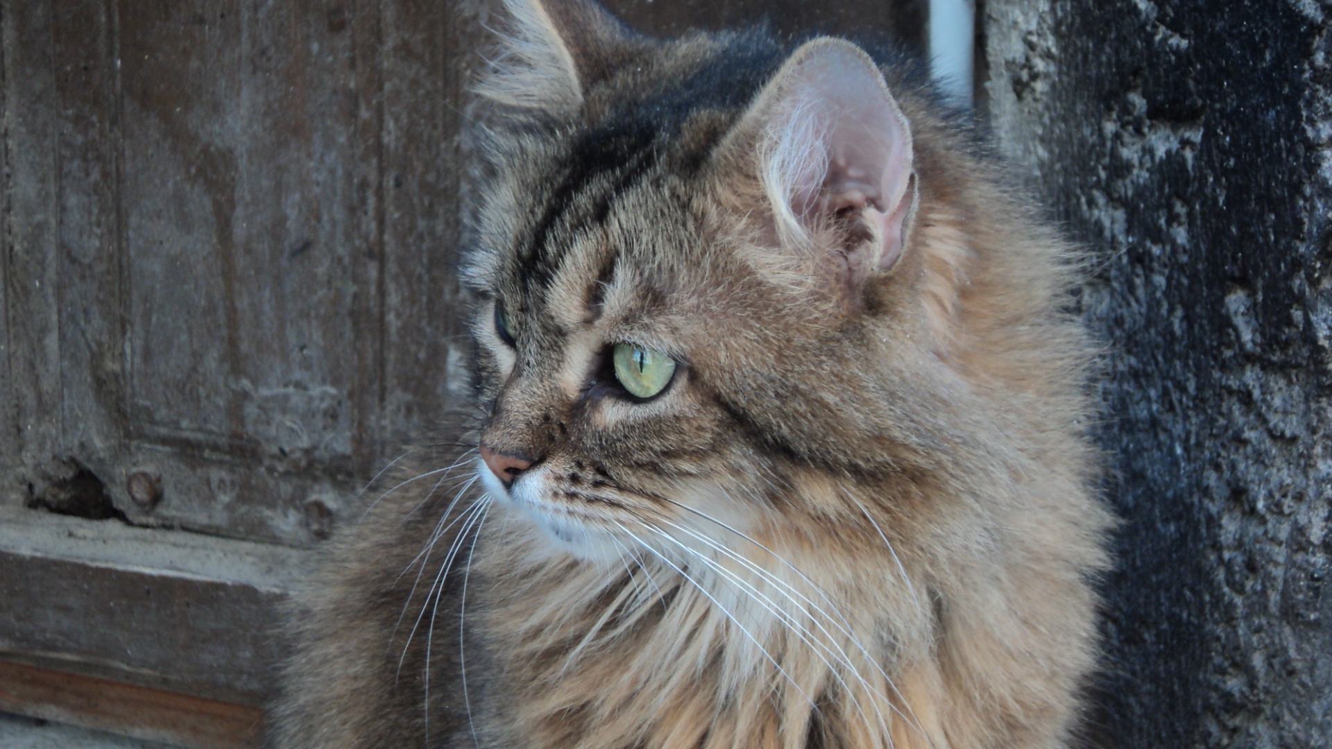 Fonds d'cran Animaux Chats - Chatons 