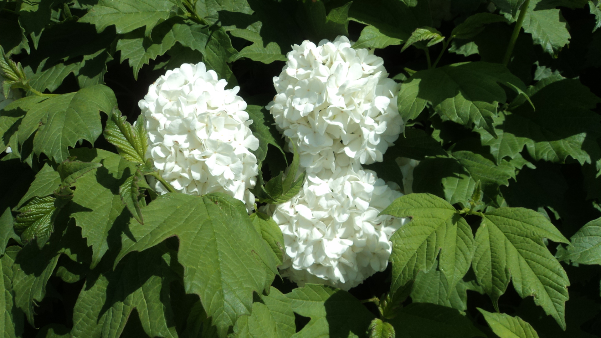 Wallpapers Nature Flowers boules de neige