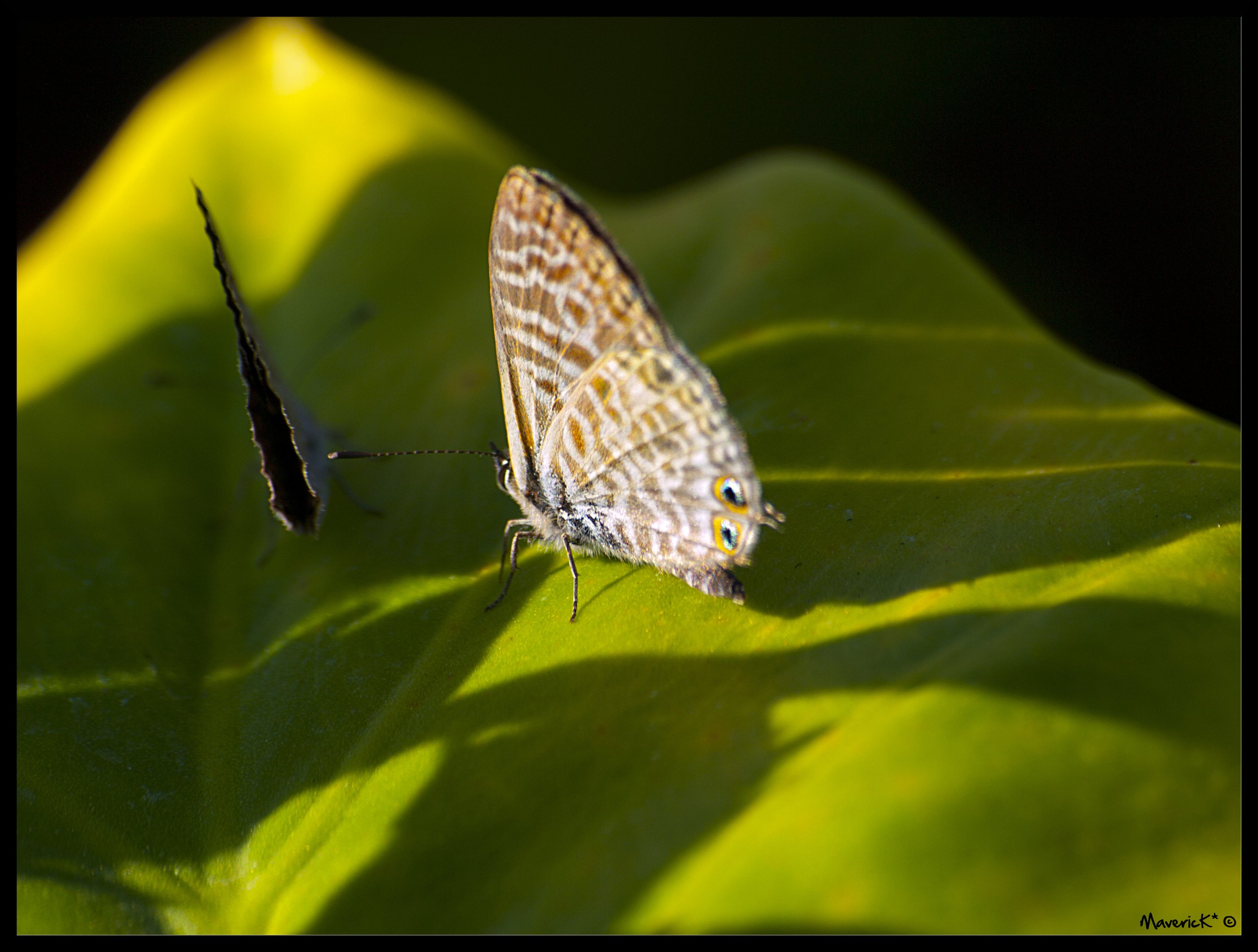 Wallpapers Animals Insects - Butterflies La Drague du Papillon