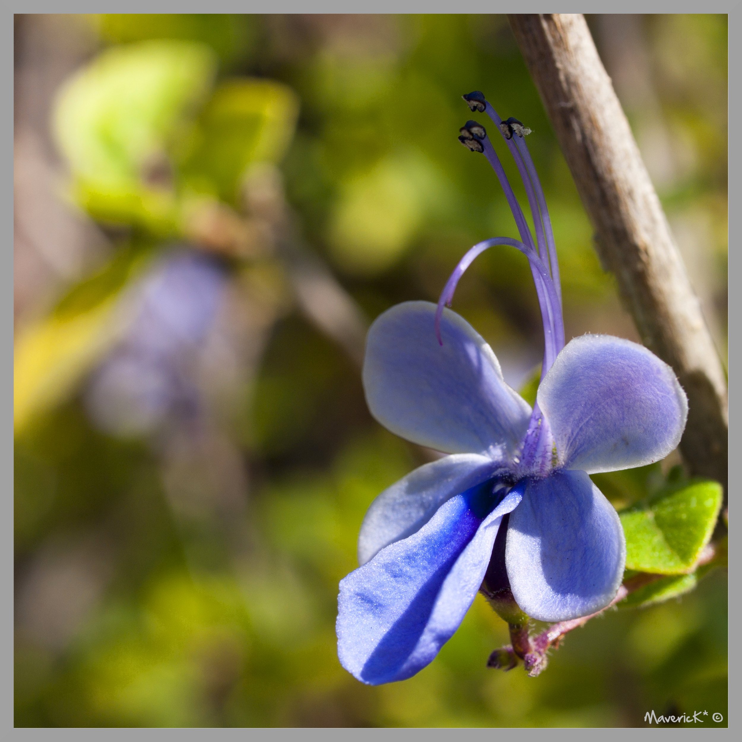 Fonds d'cran Nature Fleurs Fleur bleue...