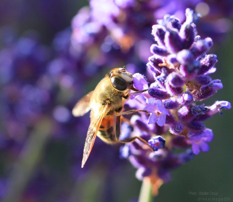 Wallpapers Animals Insectes - Hoverflies Syrphe