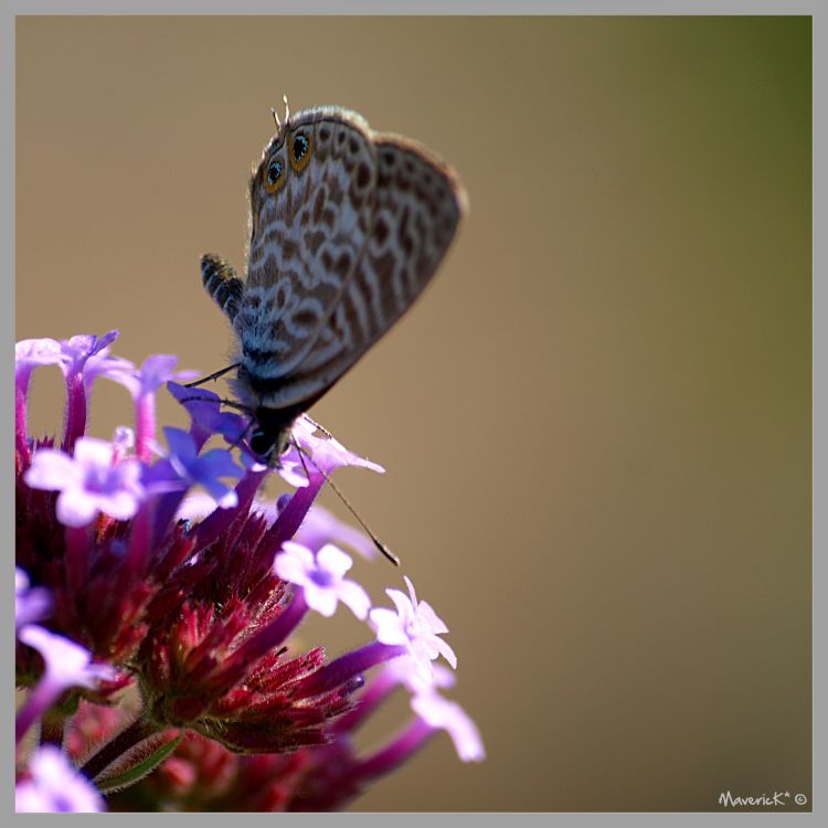 Fonds d'cran Animaux Insectes - Papillons Papillon Verveine