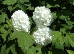 Fonds d'cran Nature boules de neige