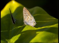 Fonds d'cran Animaux La Drague du Papillon