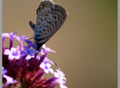 Fonds d'cran Animaux Papillon Verveine