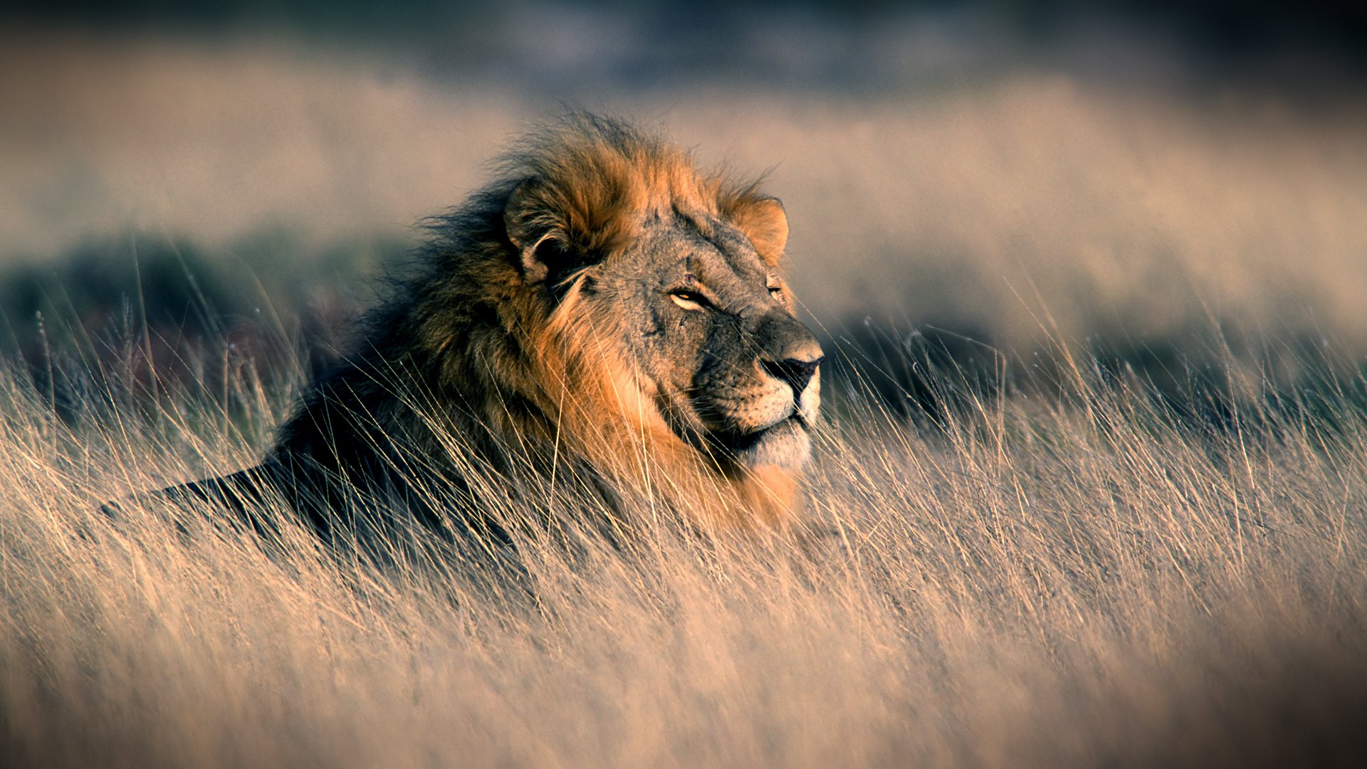 Wallpapers Animals Felines - Lions Lion