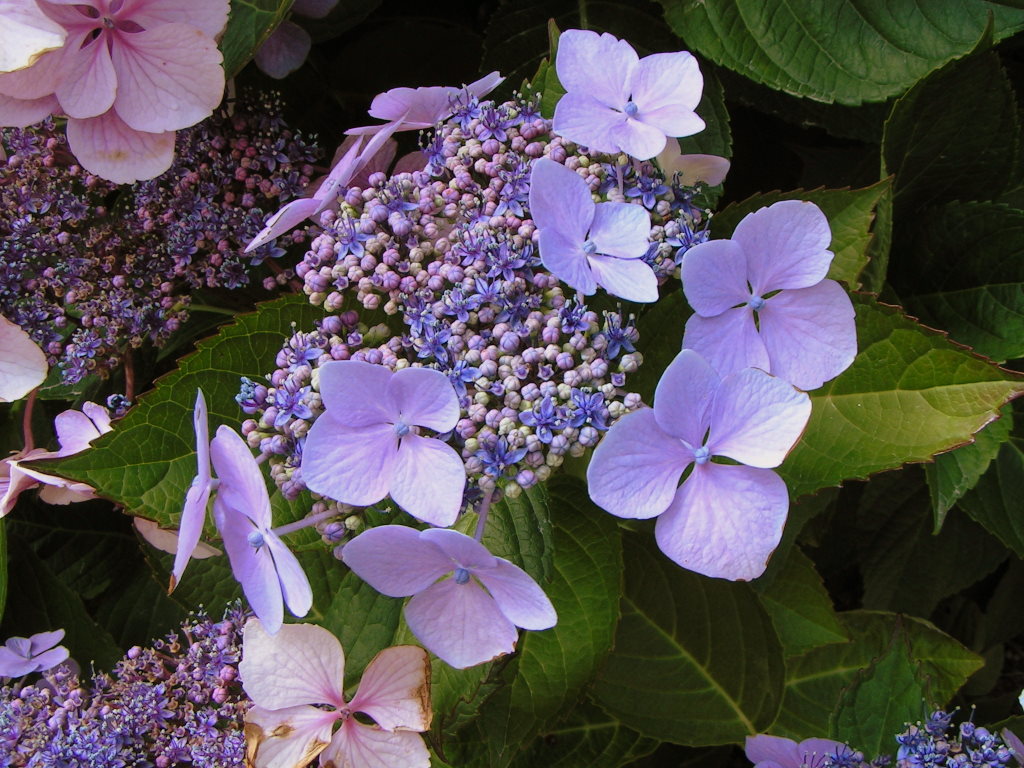 Fonds d'cran Nature Fleurs hortensias