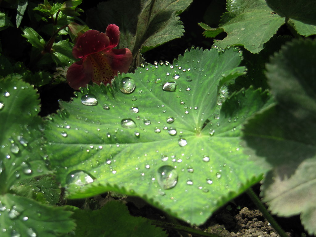 Fonds d'cran Nature Feuilles - Feuillages  giverny