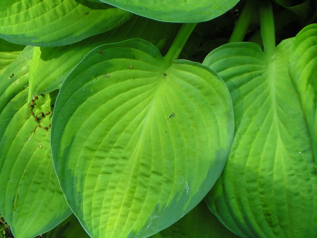 Wallpapers Nature Leaves - Foliage feuilles