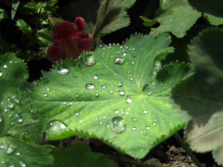 Wallpapers Nature Leaves - Foliage  giverny