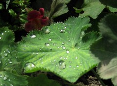 Fonds d'cran Nature  giverny