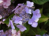 Fonds d'cran Nature hortensias